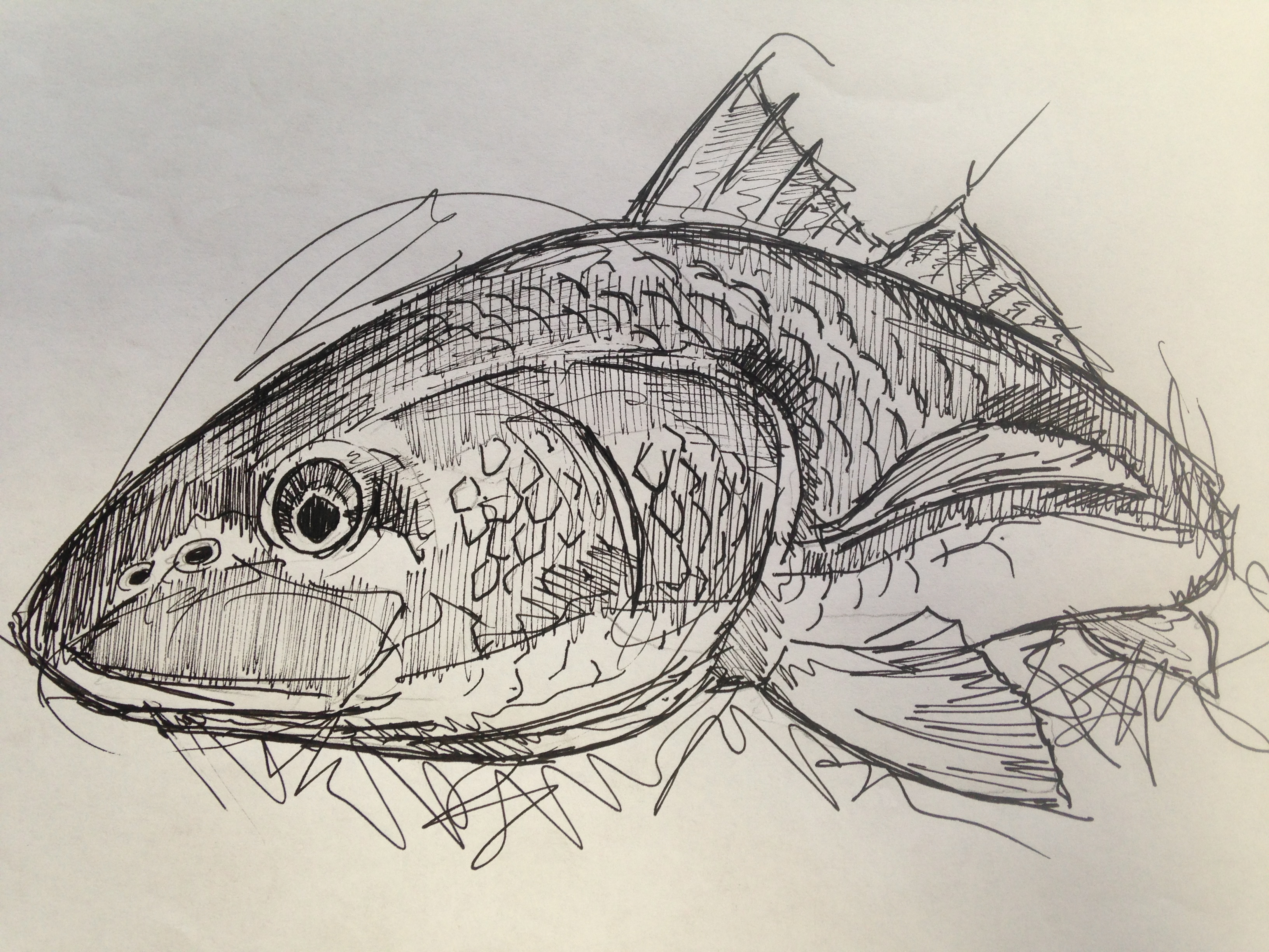 Fish Sketches Ed Anderson Art   IMG 2491 