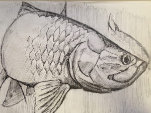 Tarpon inspired by photos in Gray's.
